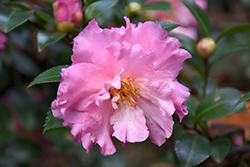 Jessica's Ruffles Camellia (Camellia sasanqua 'TDN 1120') at Lakeshore Garden Centres