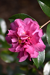 Sparkling Burgundy Camellia (Camellia sasanqua 'Sparkling Burgundy') at Lakeshore Garden Centres