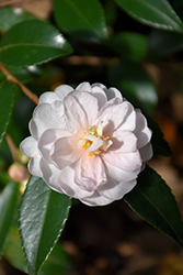 Winter's Rose Camellia (Camellia 'Winter's Rose') at Lakeshore Garden Centres
