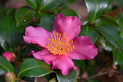 Winter's Fire Camellia (Camellia 'Winter's Fire') at Lakeshore Garden Centres