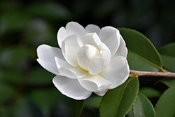 Winter's Waterlily Camellia (Camellia 'Winter's Waterlily') at Lakeshore Garden Centres