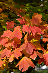 Green Column Sugar Maple (Acer saccharum 'Green Column') at Lakeshore Garden Centres