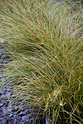 Prairie Fire Sedge (Carex testacea 'Indian Summer') at Lakeshore Garden Centres