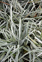 Silver Dragon Lily Turf (Liriope spicata 'Silver Dragon') at Lakeshore Garden Centres