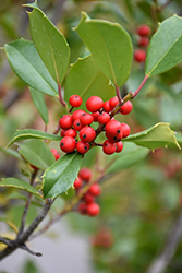 Greenleaf American Holly (Ilex opaca 'Greenleaf') at Lakeshore Garden Centres
