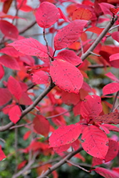 Tupelo Tower Black Gum (Nyssa sylvatica 'WFH1') at Lakeshore Garden Centres