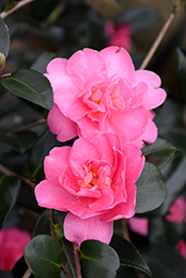 Autumn Spirit Camellia (Camellia 'Autumn Spirit') at Lakeshore Garden Centres