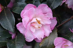 October Magic Orchid Camellia (Camellia sasanqua 'Green 94-035') at Lakeshore Garden Centres
