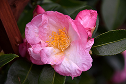 Apple Blossom Camellia (Camellia sasanqua 'Apple Blossom') at Lakeshore Garden Centres