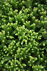 Dragon Warrior Japanese Cedar (Cryptomeria japonica 'sPg-3-005') at Lakeshore Garden Centres