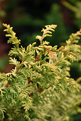 Tetragona Aurea Hinoki Falsecypress (Chamaecyparis obtusa 'Tetragona Aurea') at Lakeshore Garden Centres