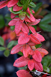 William Penn Barberry (Berberis x gladwynensis 'William Penn') at Lakeshore Garden Centres