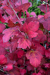 Compact European Cranberry (Viburnum opulus 'Compactum') at Lakeshore Garden Centres