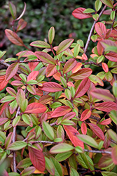 Scarlet Leader Willowleaf Cotoneaster (Cotoneaster salicifolius 'Scarlet Leader') at Lakeshore Garden Centres