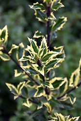 Gold Coast English Holly (Ilex aquifolium 'Monvila') at Lakeshore Garden Centres