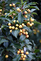 Golden Girl Meserve Holly (Ilex x meserveae 'Mesgolg') at Lakeshore Garden Centres