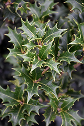 Gulftide False Holly (Osmanthus heterophyllus 'Gulftide') at Lakeshore Garden Centres