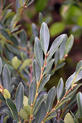 Blue Cascade Evergreen Distylium (Distylium 'PIIDIST-II') at Lakeshore Garden Centres