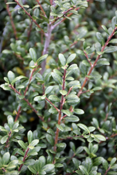 Wight's Compactum Japanese Holly (Ilex crenata 'Wight's Compactum') at Lakeshore Garden Centres