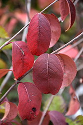 Blackhaw Viburnum (Viburnum prunifolium) at Lakeshore Garden Centres
