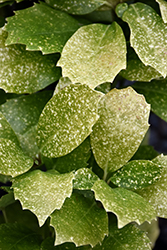 Pepperpot Aucuba (Aucuba japonica 'Shilpot') at Lakeshore Garden Centres