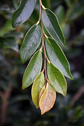 Linebacker Evergreen Distylium (Distylium 'PIIDIST-IV') at Lakeshore Garden Centres