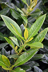 Majestic Jade English Laurel (Prunus laurocerasus 'Majestic Jade') at Lakeshore Garden Centres