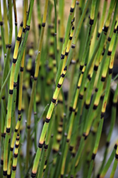 Rough Horsetail (Equisetum hyemale 'var. robustum') at Lakeshore Garden Centres