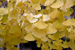 Golden Globe Ginkgo (Ginkgo biloba 'Golden Globe') at Lakeshore Garden Centres