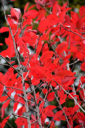 Firestarter Black Gum (Nyssa sylvatica 'JFS-red') at Lakeshore Garden Centres