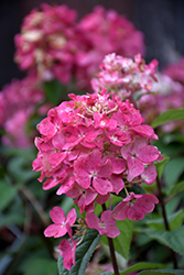 Fire Light Hydrangea (tree form) (Hydrangea paniculata 'SMHPFL') at Lakeshore Garden Centres