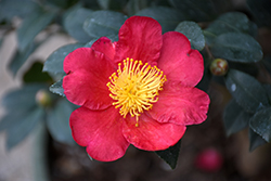 Yuletide Camellia (Camellia sasanqua 'Yuletide') at Lakeshore Garden Centres