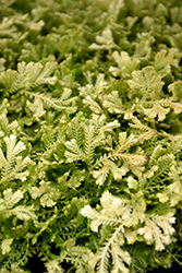 Krauss' Spikemoss (Selaginella kraussiana) at Lakeshore Garden Centres