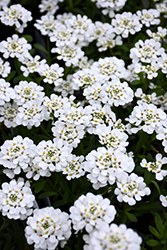 Purity Candytuft (Iberis sempervirens 'Purity') at A Very Successful Garden Center