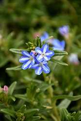 White Star Lithodora (Lithodora diffusa 'White Star') at Lakeshore Garden Centres