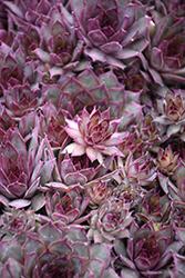 Red Beauty Hens And Chicks (Sempervivum 'Red Beauty') at Green Thumb Garden Centre