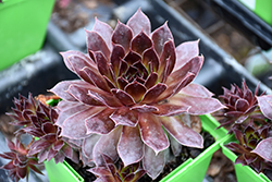 Saturn Hens And Chicks (Sempervivum 'Saturn') at Lakeshore Garden Centres