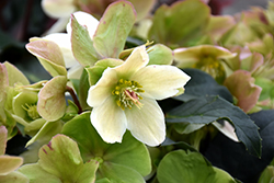 HGC Winter's Bliss Hellebore (Helleborus x ericsmithii 'COSEH 730') at Lakeshore Garden Centres