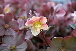 HGC Camelot Hellebore (Helleborus 'COSEH 940') at Lakeshore Garden Centres