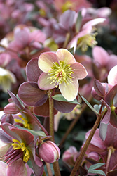 Love Bug Hellebore (Helleborus 'Love Bug') at Lakeshore Garden Centres
