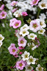 Alpino Early Pink Heart Saxifrage (Saxifraga x arendsii 'SAXZ0008') at Lakeshore Garden Centres