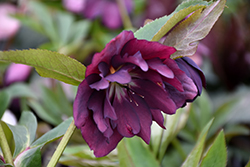 Wedding Party Dashing Groomsmen Hellebore (Helleborus 'Dashing Groomsmen') at Lakeshore Garden Centres