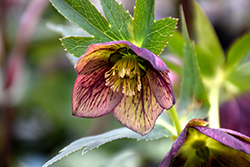Winter Jewels Jade Star Hellebore (Helleborus 'Jade Star') at Lakeshore Garden Centres