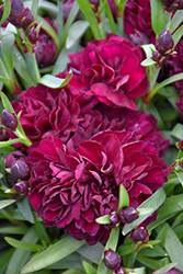 Sunflor Beetle Carnation (Dianthus caryophyllus 'HILBEETL') at Lakeshore Garden Centres