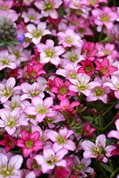 Alpino Rose Saxifrage (Saxifraga x arendsii 'Alpino Rose') at Lakeshore Garden Centres