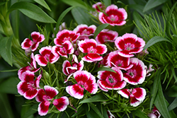 Red Picotee Sweet William (Dianthus barbatus 'Red Picotee') at Lakeshore Garden Centres