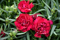 Sunflor Desire Carnation (Dianthus caryophyllus 'Sunflor Desire') at Lakeshore Garden Centres