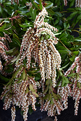 Mountain Fire Japanese Pieris (Pieris japonica 'Mountain Fire') at Lakeshore Garden Centres