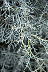Carolina Sapphire Arizona Cypress (Cupressus arizonica 'Carolina Sapphire') at Lakeshore Garden Centres