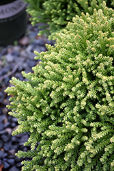Dragon Prince Japanese Cedar (Cryptomeria japonica 'sPg-3-014') at Lakeshore Garden Centres